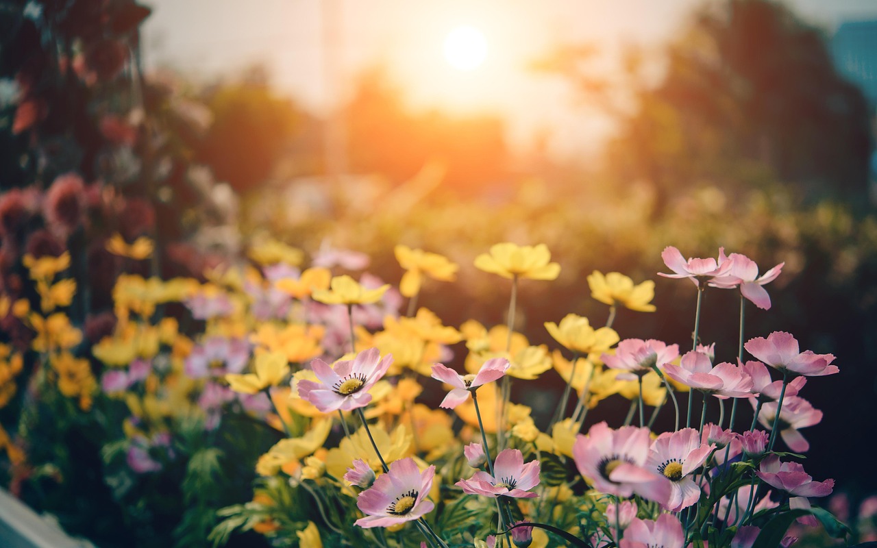What We Can Do to Promote Biodiversity in Our Gardens